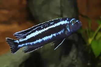 Stahlblauer Maulbrüter